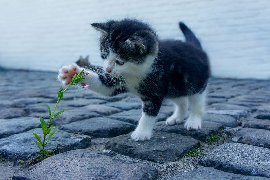 close up photo of silver tabby kitten, cat, flower, stone, pet HD wallpaper