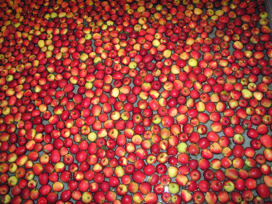 apples, fruit, red apples, kivik, sweden, structure, backgrounds HD wallpaper