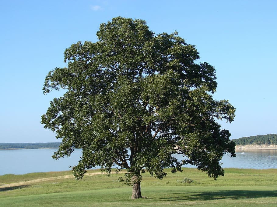 green tree near body of water, lone, lake, nature, sky, field HD wallpaper