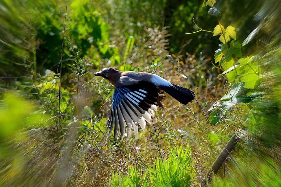 animal, bird, flight, fly, fast, wing, animal themes, vertebrate HD wallpaper