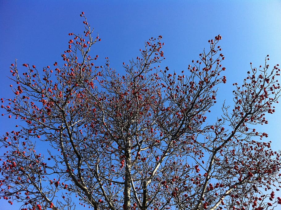 crown, sky, spring, plant, tree, low angle view, blue, beauty in nature HD wallpaper