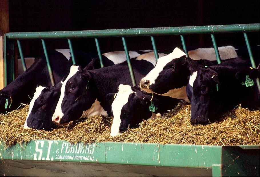 Cow showing their head on cage while eating, cows, cattle, dairy HD wallpaper