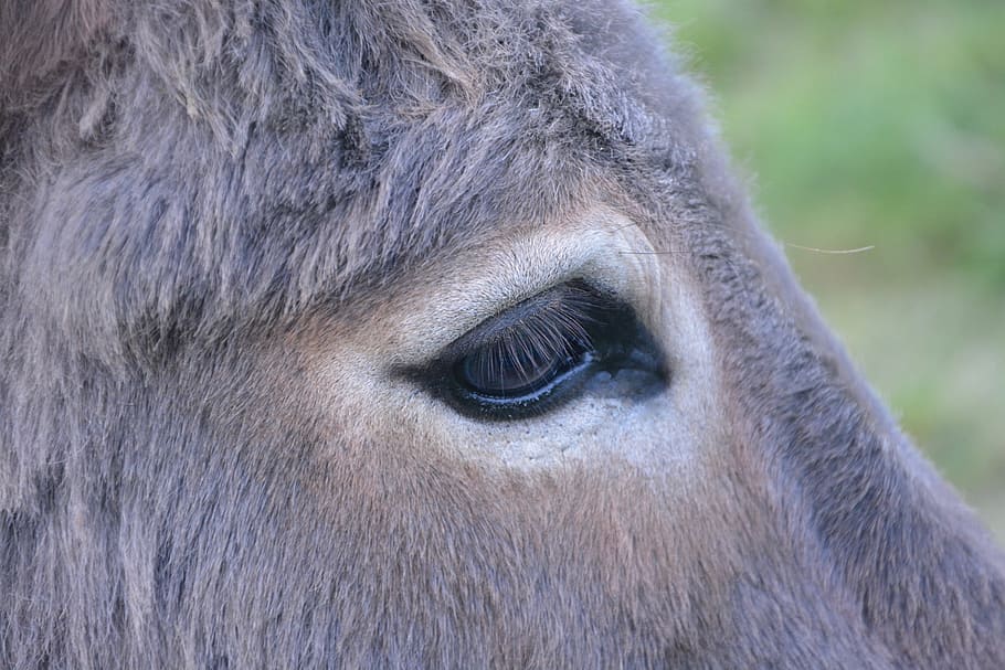 donkey, eye, profile head, long ears, robust, prairie, domestic animal, HD wallpaper