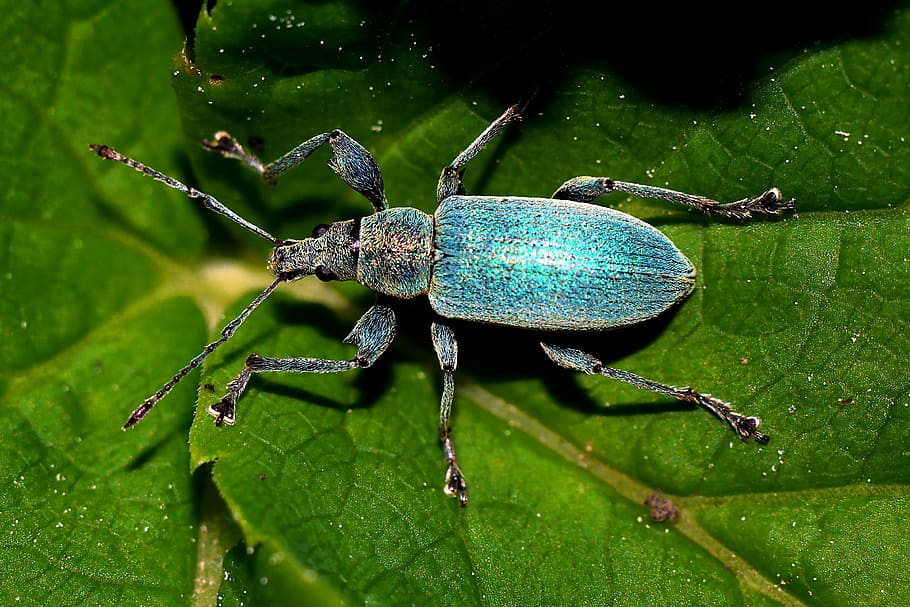 blue and black beetle on green leaf, insect, macro, nature HD wallpaper