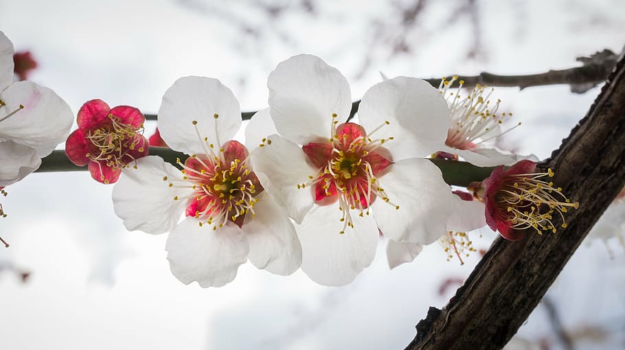 white cherry blossom, flowers, nature, plants, wood, spring, flower tree, HD wallpaper