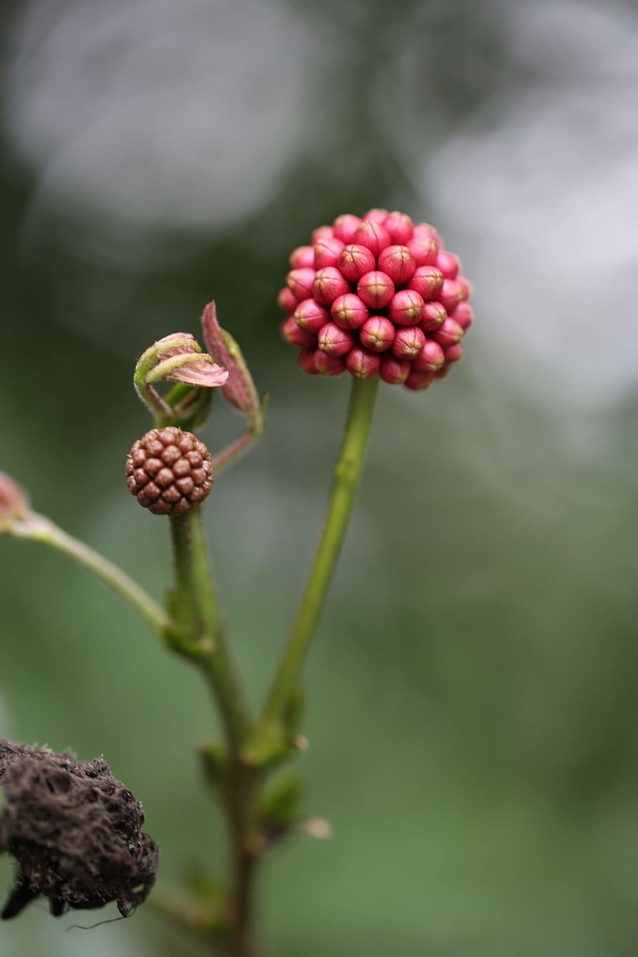 Flower, Spring, Plant, Nature, Grow, red, outdoor, life, color HD wallpaper