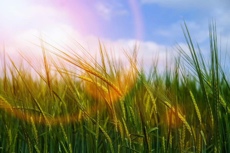 green grass field digital wallpaper, wind, movement, blur, light HD wallpaper