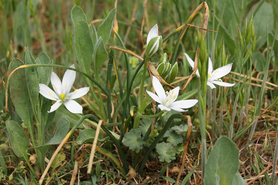 flower, spring, nature, meadow, grass, plant, flowering plant HD wallpaper