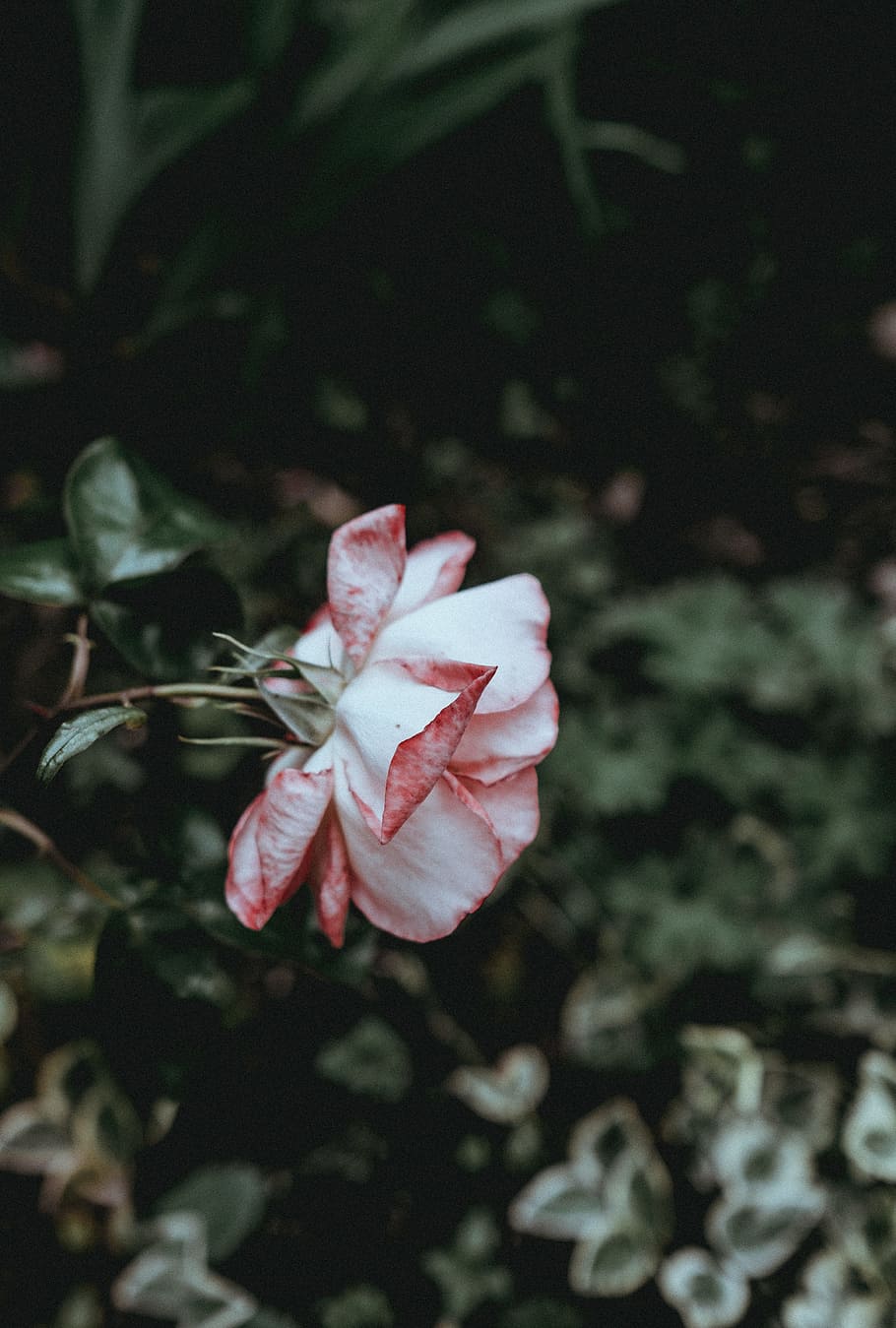 shallow focus photography of flower, Pink Rose, plant, nature HD wallpaper