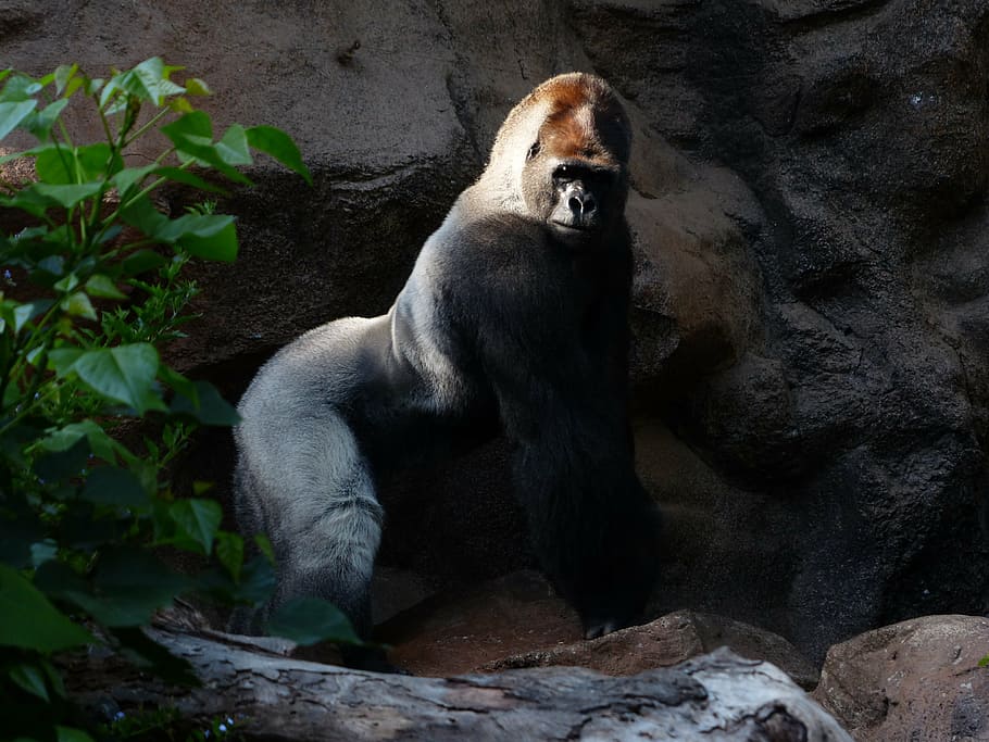 black and white silver-back gorilla, monkey, ape, mammal, animal