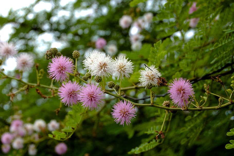 flowers, pink, white, tree, wild, barbed, spikes, plant, flowering plant HD wallpaper