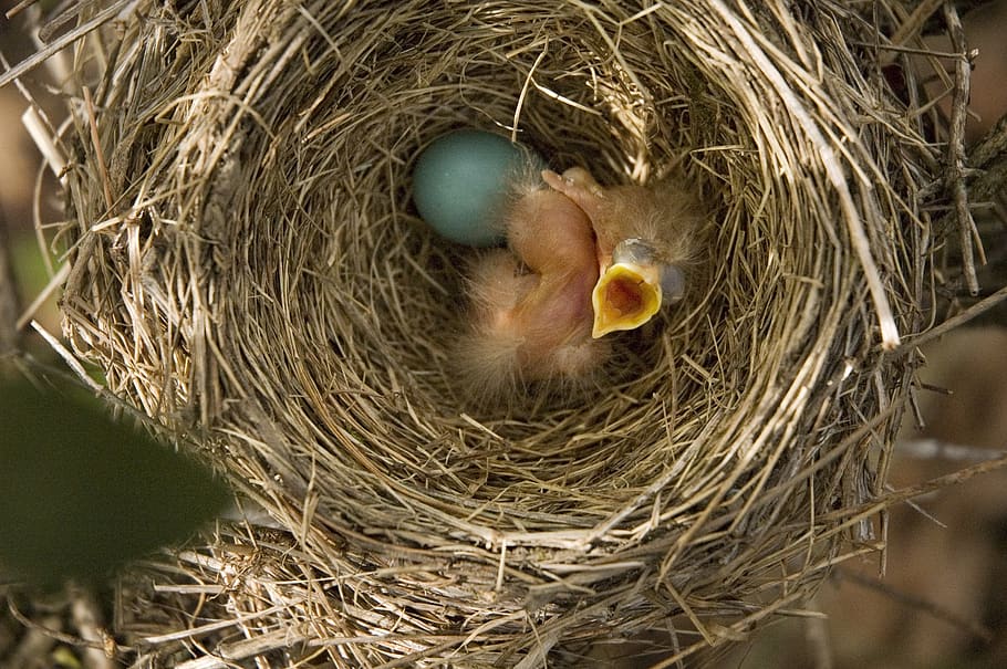 robin, baby, bird, baby bird, nest, robin egg, animal themes, HD wallpaper