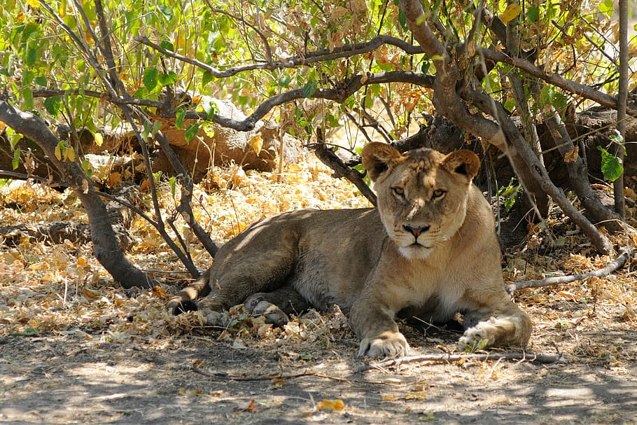 lion, botswana, chobe, animal, animal themes, mammal, animals in the wild HD wallpaper