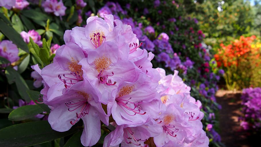 Azalea, Flower, Rhododendron, Macro, flowering, spring, nature, HD wallpaper