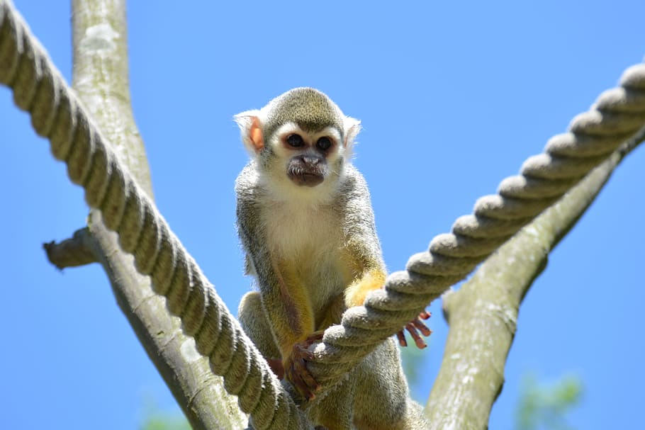 Capuchins, Monkey, Herr, Nilson, herr nilson, low angle view HD wallpaper