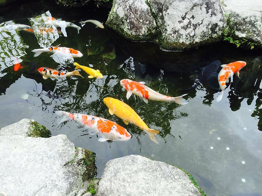 japan, fukuoka, jin li, fish, pond, carp, koi Carp, nature