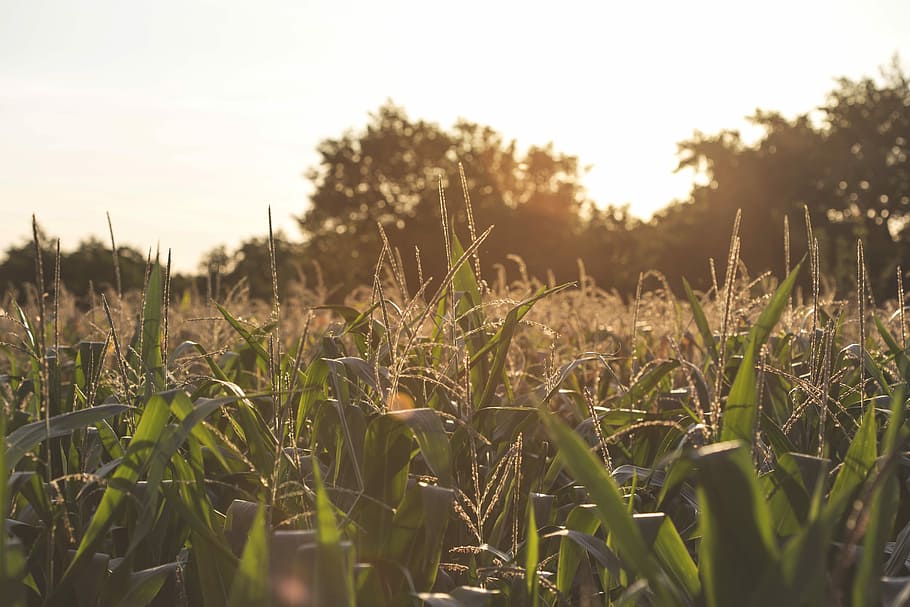 green grasses, grass field shallow focus photography, sunset HD wallpaper
