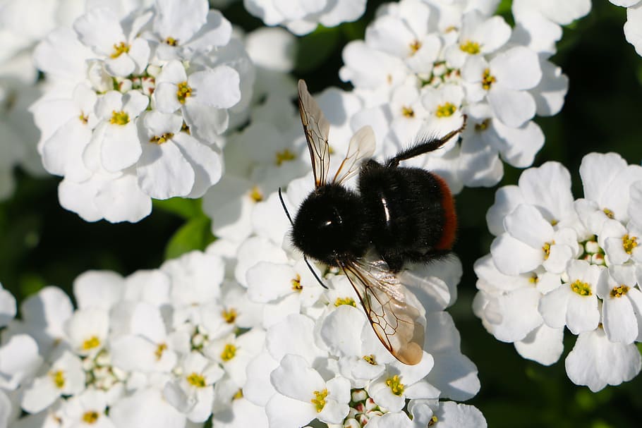 insect, hummel, wing, flower, flowers, white, nature, bee, pollination HD wallpaper