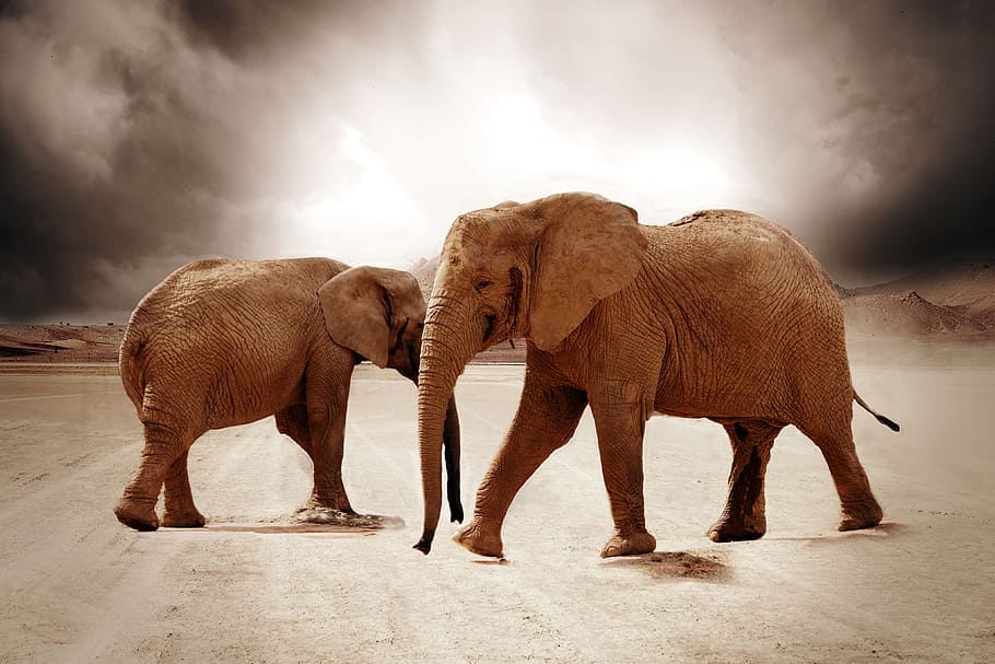 two brown elephant on brown sands, movement, desert, africa HD wallpaper