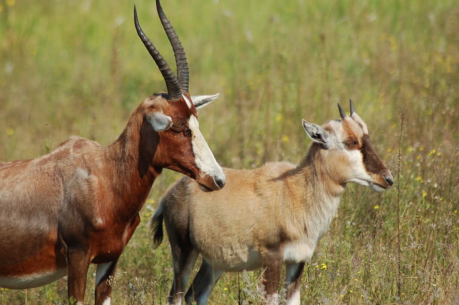 africa, animals, blesbok, herd, wildlife, savannah, buck, nature, HD wallpaper