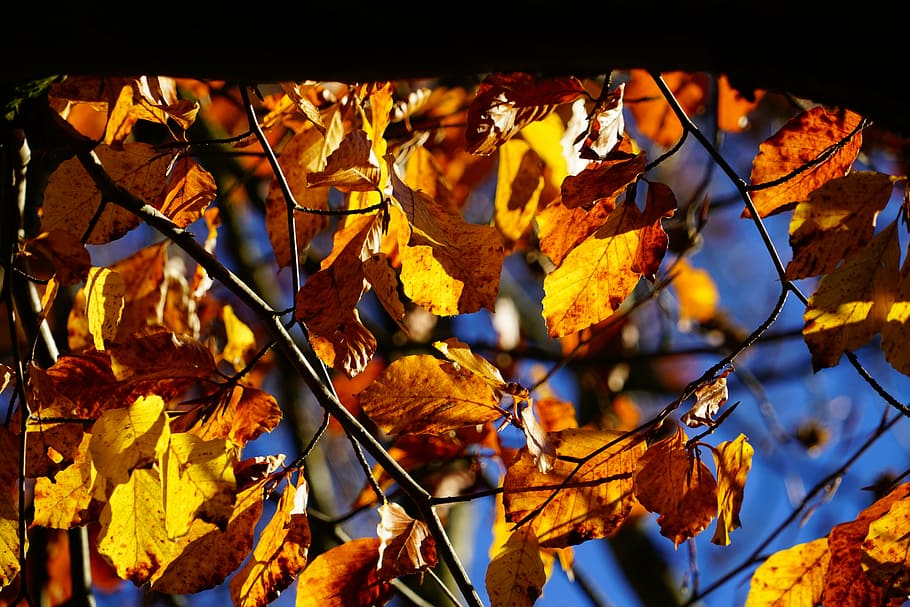 beech, tree, autumn, fall foliage, leaves, fall color, herbstimpression HD wallpaper