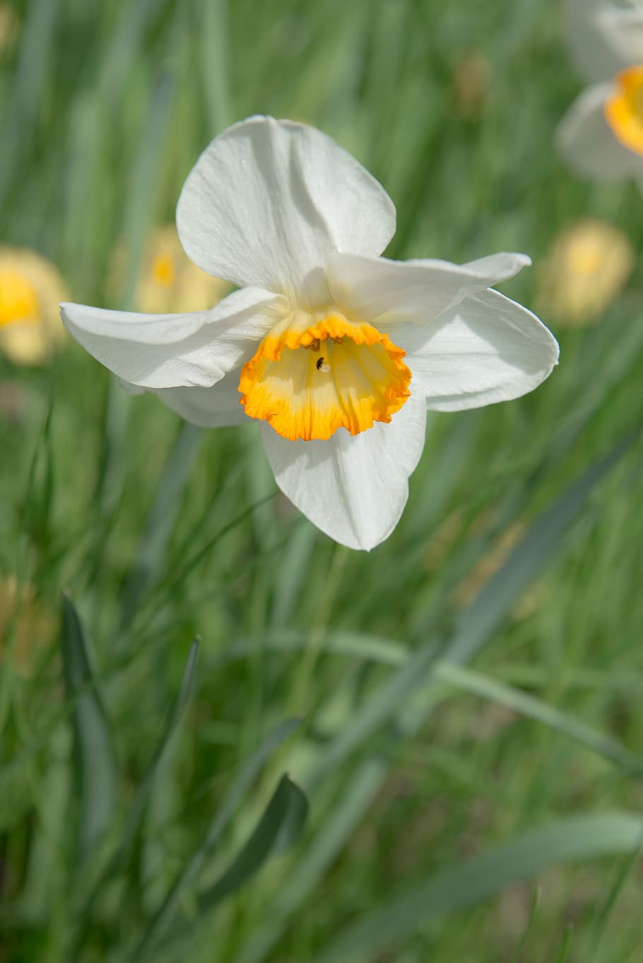 daffodil, flower, blossom, bloom, yellow, plant, spring, narcissus HD wallpaper