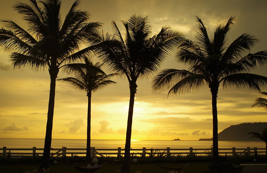Sunrise, Trees, Shadows, sunset, palm Tree, sea, beach, tropical Climate HD wallpaper