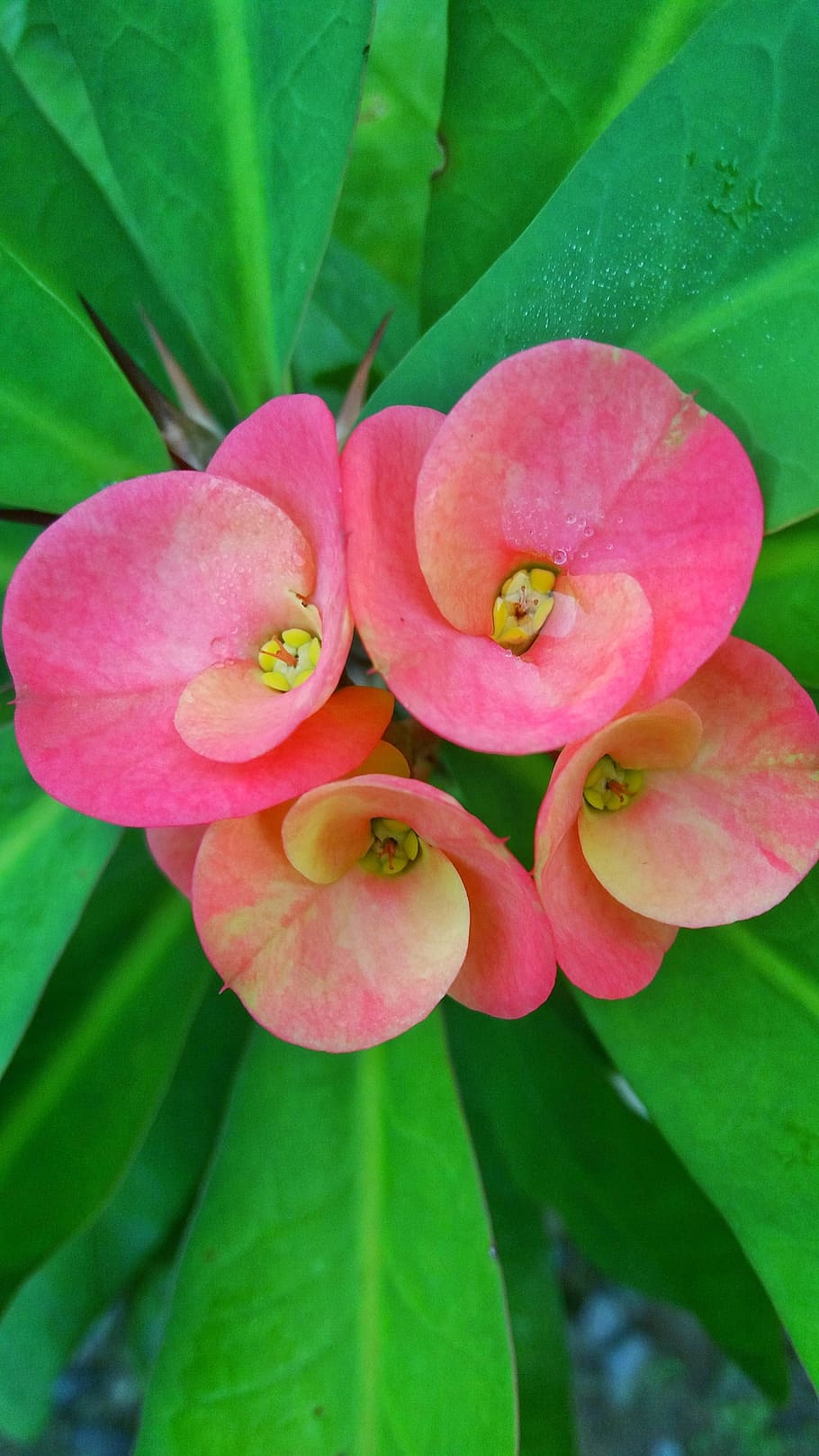 flower, tree, ornamental, flowering plant, petal, vulnerability HD wallpaper