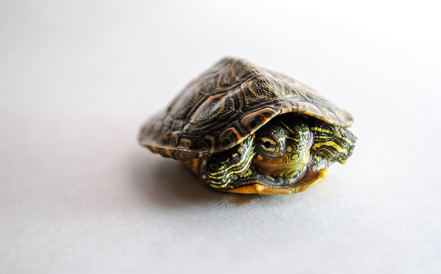 turtle, reptile, aquatic, animal themes, one animal, animal wildlife HD wallpaper
