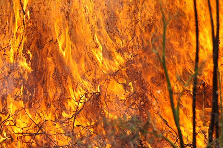 burning forest, burning grass, fire, flames, hot, heat, outdoors HD wallpaper