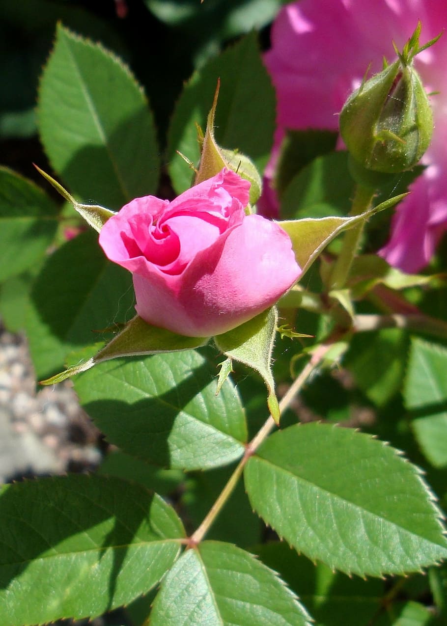 flower, rosebush, pink, button, plant, beauty in nature, flowering plant HD wallpaper