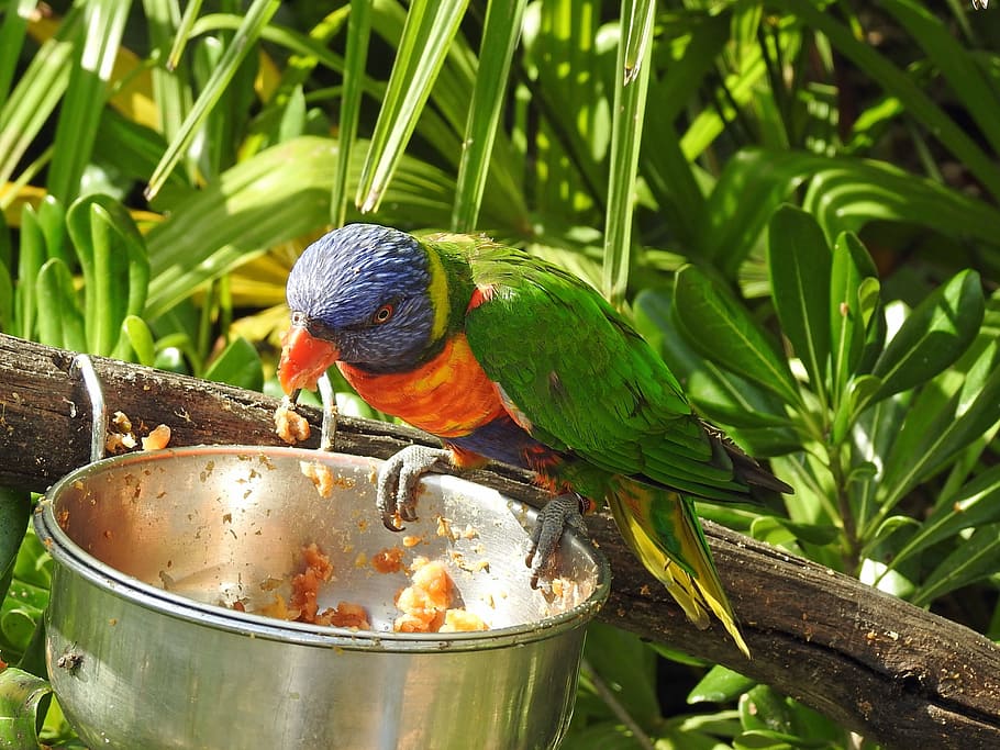 bird, multicolor, eat, animal themes, animal wildlife, vertebrate HD wallpaper