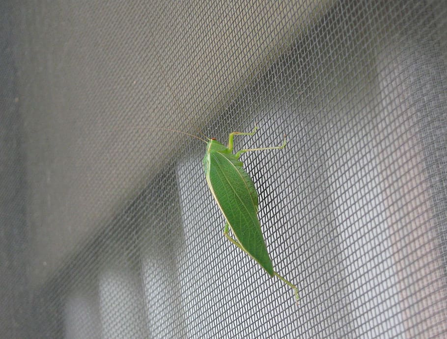 grasshopper, insects, bug, fly, green, antenna, resting, wall HD wallpaper