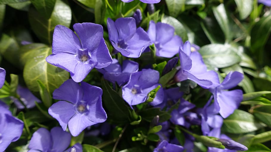 Spring, Flower, Nature, Plant, summer, bloom, garden, close HD wallpaper