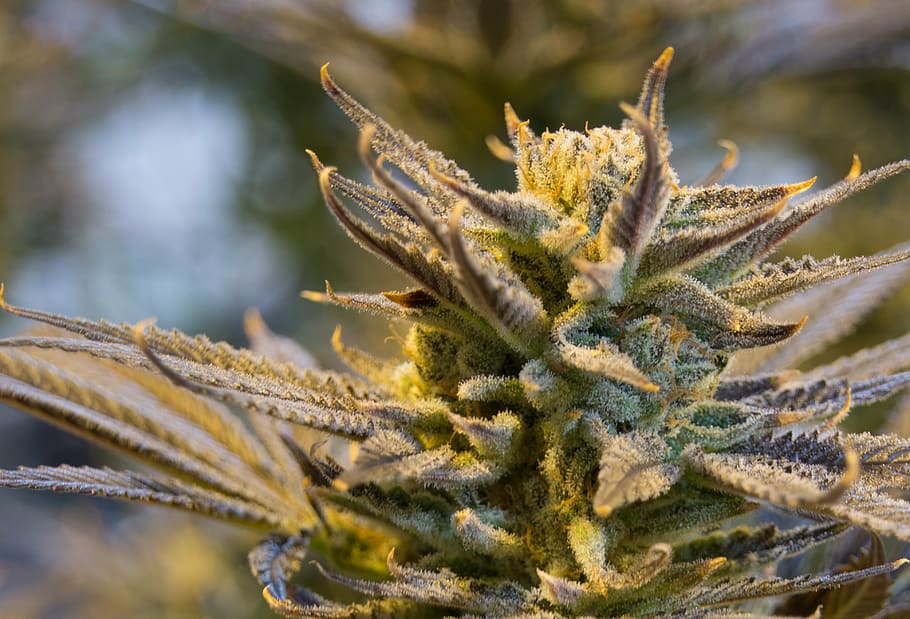 yellow and gray cannabis plant, pot, weed, marijuana, drug, natural, HD wallpaper