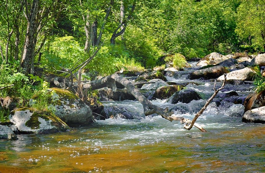 brown tree branch on river, waterfall, over, summer, landscape HD wallpaper