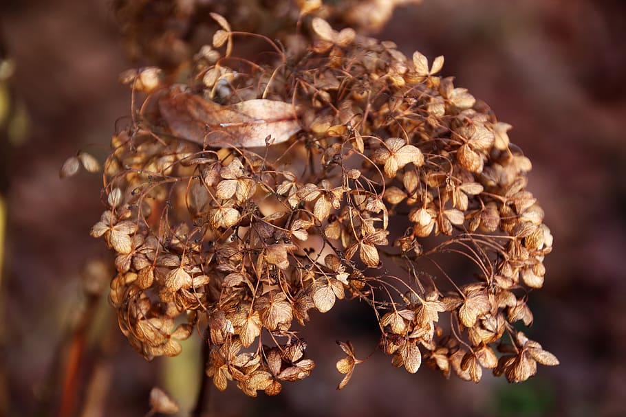 hydrangea, autumn, nature, blossom, bloom, leaves, dry, close-up HD wallpaper