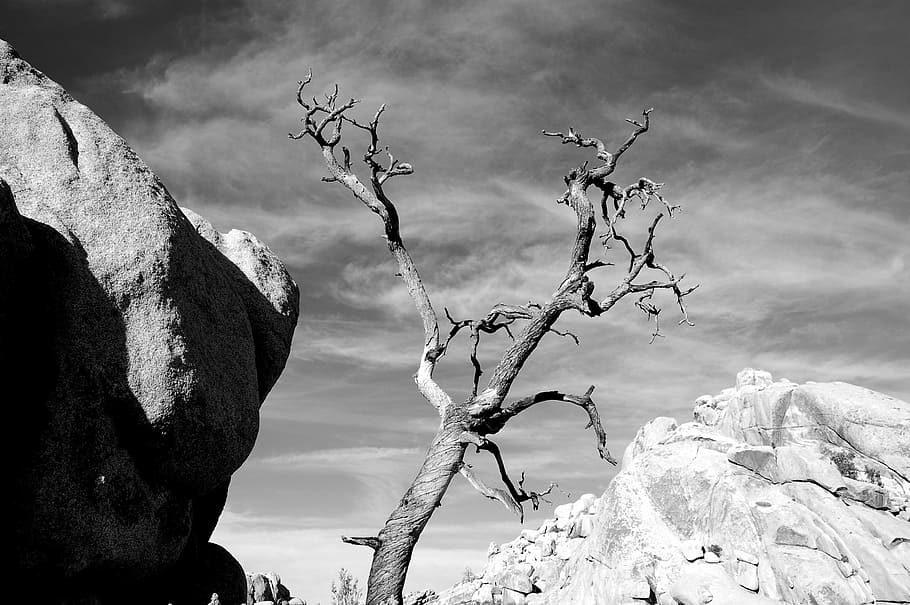 grayscale photo of bare tree, grayscale photography of bare tree HD wallpaper