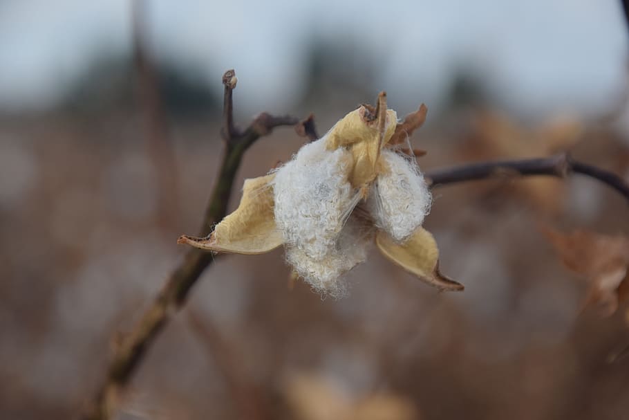 cotton, fall, agriculture, white, close-up, plant, focus on foreground