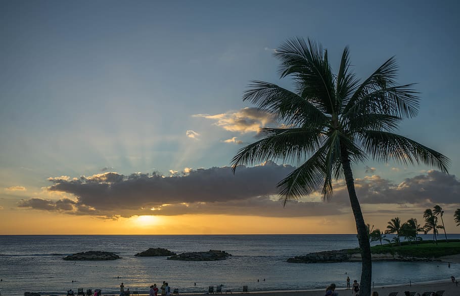 silhouette of coconut palm tree during sunset, hawaii, oahu, sun rays palm tree