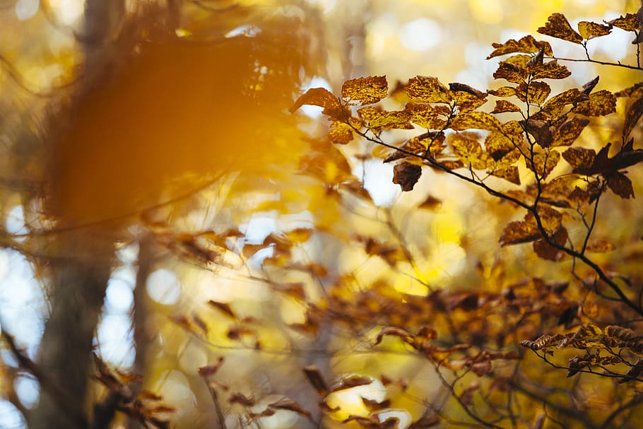 brown leafy tree at daytime, shallow focus photography of brown leaves HD wallpaper