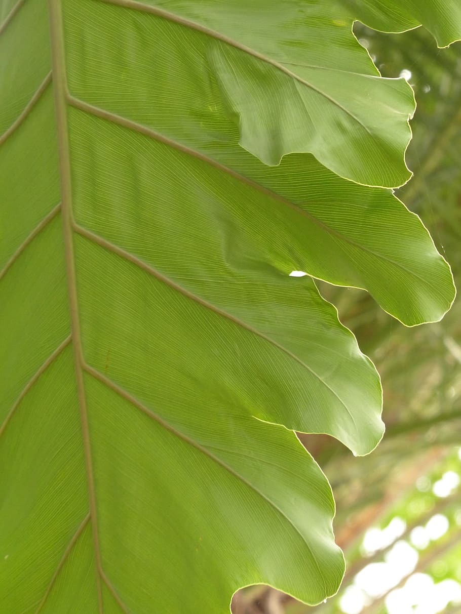 Leaf, Veins, leaf veins, large, green, philodendron, tree philodendron HD wallpaper