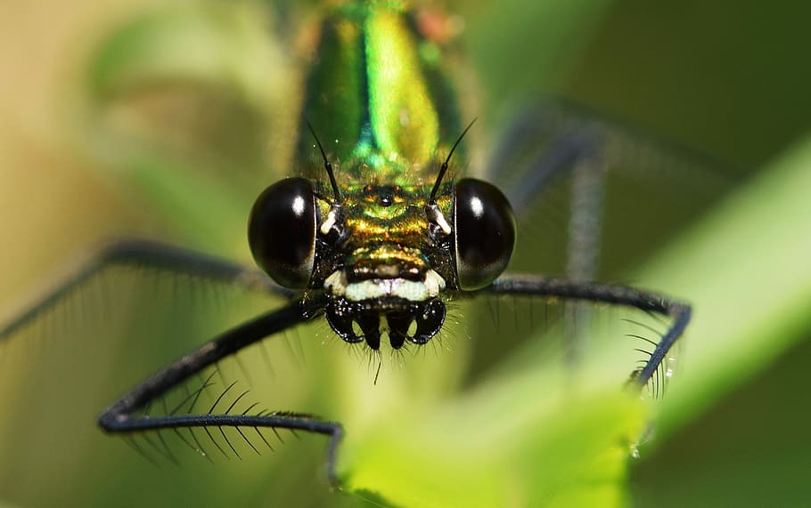 Dragonfly, Close, Macro, Eye, Compound, insect, flight insect HD wallpaper
