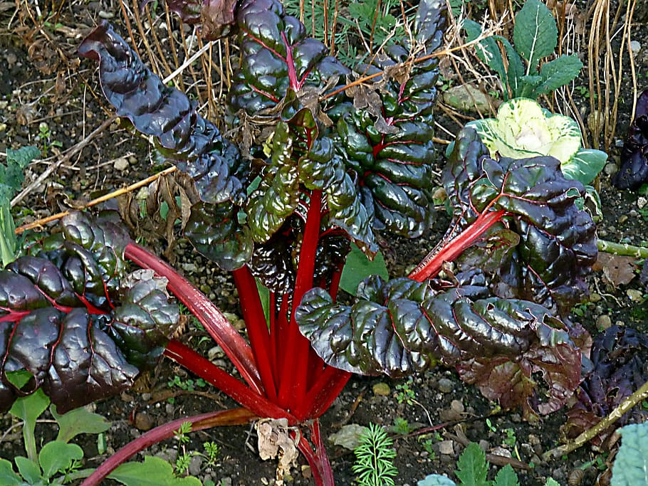 rhubarb, rheum rhabarbarum, exotic, plant, botanical garden, HD wallpaper