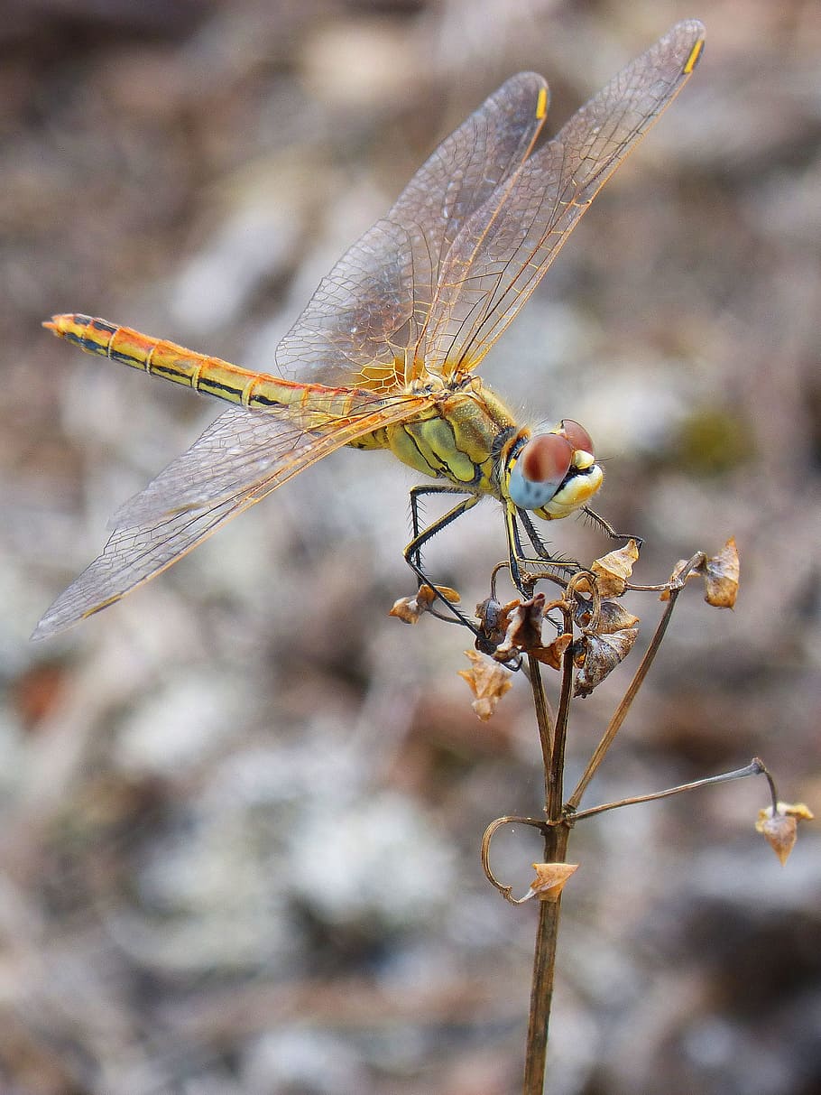 dragonfly, yellow, branch, insect, libelulido, wings, libellulidae HD wallpaper