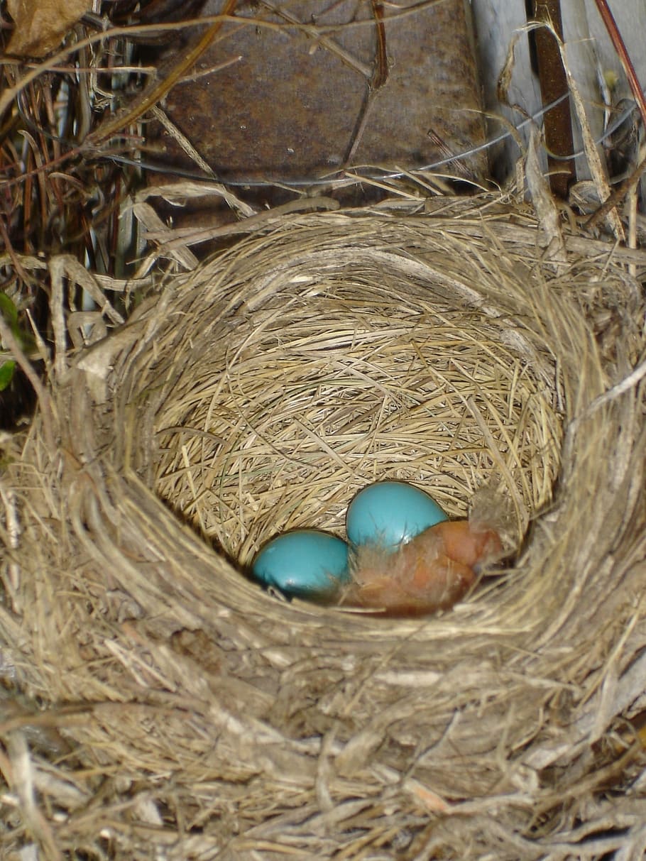 Robin, Eggs, Nest, Bird, Egg, robin eggs, hatch, animal Nest, HD wallpaper