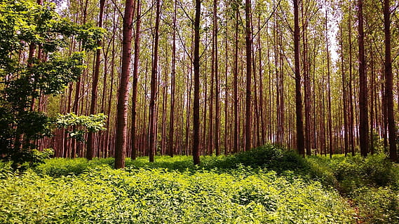 forest, trees, priroda, plant, growth, beauty in nature, land HD wallpaper