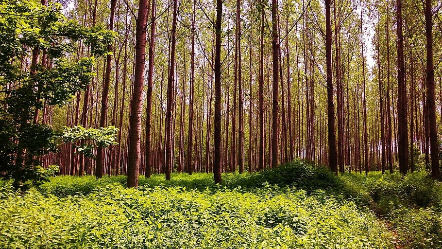 forest, trees, priroda, plant, growth, beauty in nature, land HD wallpaper