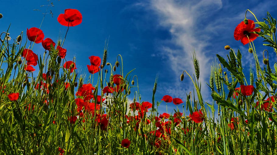 spring, poppy, mohngewaechs, colorful, green, nature, red, blossom HD wallpaper