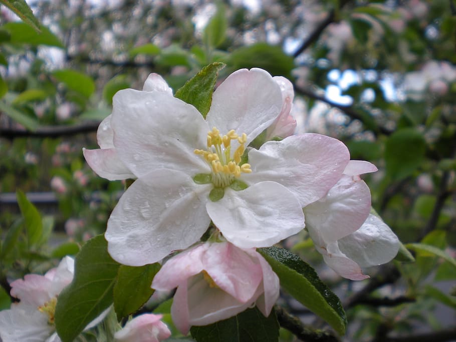 flower, spring, spring flowers, pink, nature, flowering plant HD wallpaper